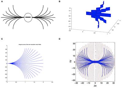 Emergence of Lie Symmetries in Functional Architectures Learned by CNNs